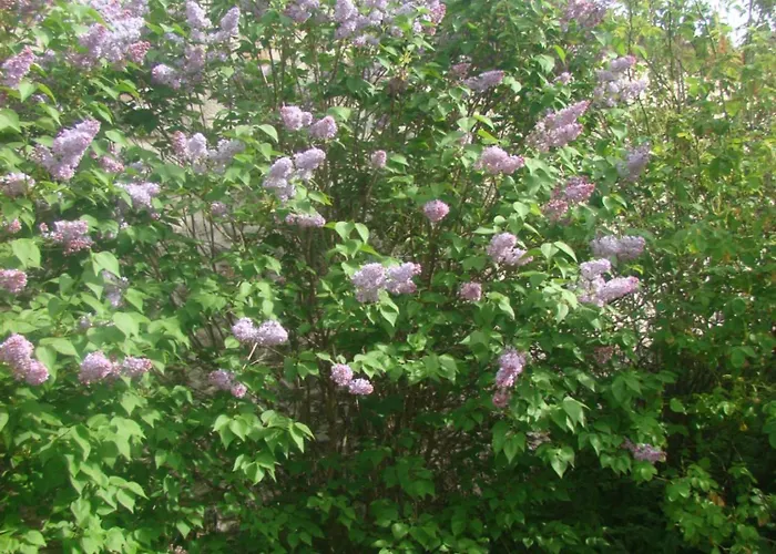 La Perseverancia Vakantiehuis Aldehuela (Castile and Leon)